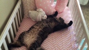 Le Chat De La Famille S Installe Tranquillement Dans Le Lit Du Futur Bebe
