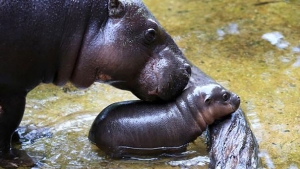 Illustration : "Regardez ce bébé hippopotame nain s'offrant sa toute première baignade en public"