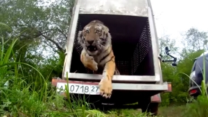 Illustration : "Un tigre de Sibérie retrouve son milieu naturel après s'être perdu"