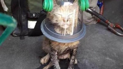 Illustration : "Ce chat a eu la vie sauve grâce au masque à oxygène spécial animaux qu'avaient apporté les pompiers"