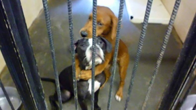 Illustration : "Ces deux chiens allaient être euthanasiés mais cette photo vient de leur sauver la vie !"