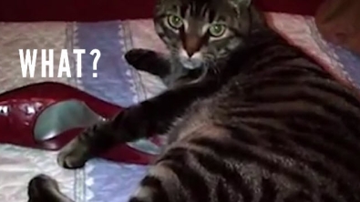 Illustration : "Chats contre chaussures. Qui aura le dernier mot ?"
