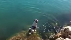 Illustration : "Un chien essaie de se faire des amis parmi les dauphins"