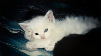 Illustration : "C'est grâce à ce chaton sourd qu'une maman a pu surmonter le terrible drame qu'elle a vécu"