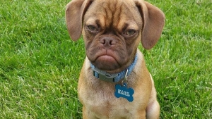 Illustration : "Après Grumpy Cat, faites connaissance avec Grumpy Dog"