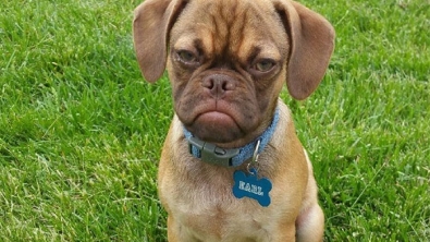 Illustration : "Après Grumpy Cat, faites connaissance avec Grumpy Dog"