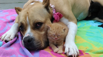 Illustration : "Une femelle pitbull prend un groupe de chatons sous son aile"