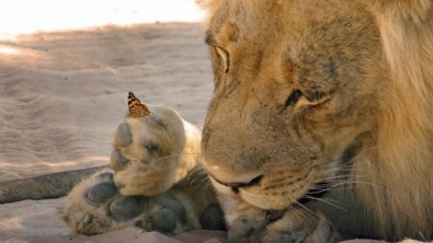 Illustration : "Un lion contemple paisiblement son ami papillon"