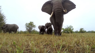 Illustration : "Un troupeau d'éléphants s'amuse avec une caméra GoPro"