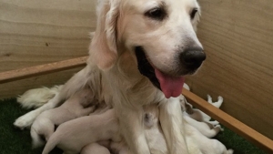 Image illustrant l'article Voici un spécimen unique de chieuvre : mi-chien, mi-pieuvre
