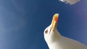 Illustration : "Une mouette leur vole leur GoPro, mais leur offre de splendides prises de vues"