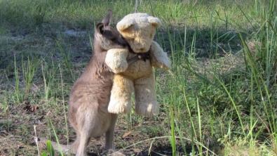 Illustration : Ce jeune kangourou ne veut plus lâcher son ours en peluche