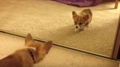 Illustration : Ce bébé Corgi découvre son reflet dans le miroir pour la première fois de sa jeune vie