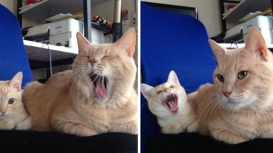 Illustration : "14 adorables photos de chats avec leurs versions réduites"