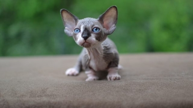 Illustration : "Ces photos de chats sphynx prouvent que l'on n'a pas besoin de fourrure pour être mignon"