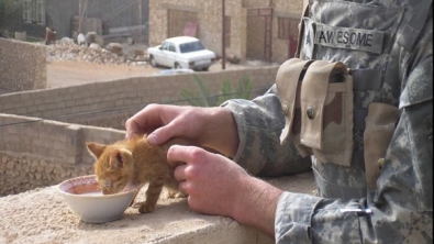 Illustration : "Les plus belles scènes d'amitié entre des chats et des soldats en déploiement"