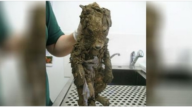 Illustration : Ce pauvre animal était coincé dans la boue... Sa transformation fait plaisir à voir ! 