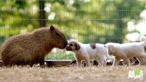 Illustration : "Les chiots orphelins de ce refuge peuvent compter sur une maman adoptive assez spéciale"