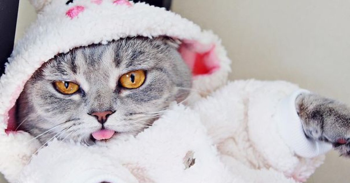 De nouvelles photos de Melissa, la chatte à la langue bien pendue