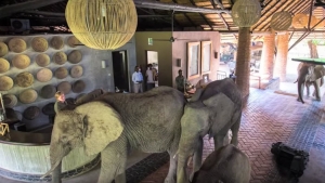 Illustration : "Des éléphants passent tranquillement devant la réception d'un lodge"