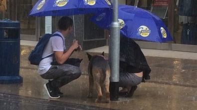 Illustration : "Ils trouvent un chien attaché à un poteau alors qu'il pleuvait des cordes"