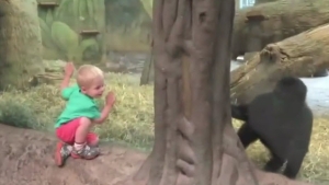 Illustration : "Un enfant et un jeune gorille jouent à cache-cache"