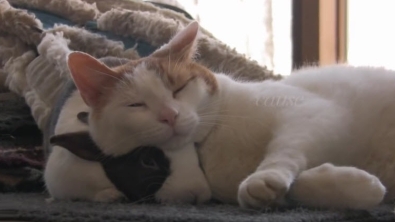 Illustration : "Ces chats et ces lapins qui s'adorent"