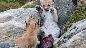 Illustration : "De magnifiques photos d'une famille de lynx en Norvège"