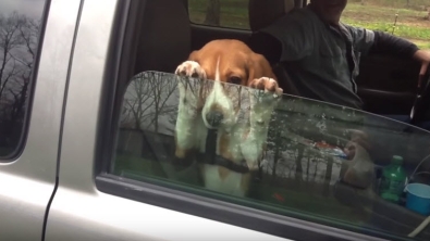 Illustration : Ce chien tente désespérément de retenir la vitre de la voiture