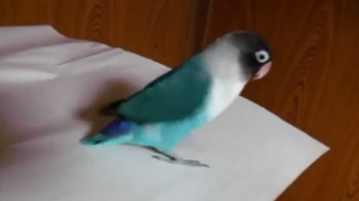 Illustration : Cet oiseau danse la gigue mieux que vous