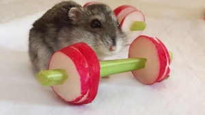 Illustration : "Un mini salle de muscu en légumes pour hamsters fainéants"