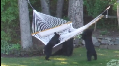 Illustration : "Une famille d'ours découvre les joies du hamac"