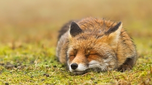 Illustration : "Des renards apaisés et sereins dans leur milieu naturel : voici Zen Foxes, de Roeselien Raimond"