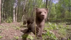 Illustration : "13 oursons apprennent tout doucement à survivre en pleine nature"