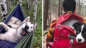 Illustration : "Qui a dit que les chiens n'aimaient pas le Camping ? Ces 28 photos prouvent tout le contraire :)"