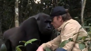 Illustration : "Découvrez la merveilleuse histoire qui se cache derrière cette photo d'un homme et de son ami gorille"