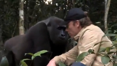 Illustration : "Découvrez la merveilleuse histoire qui se cache derrière cette photo d'un homme et de son ami gorille"