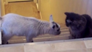 Illustration : "Les joyeuses chamailleries entre un chat et un chevreau"