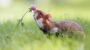 Illustration : "Vous êtes accro aux hamsters ? Ce n'est pas avec ces 17 photos que ça va s'arranger"