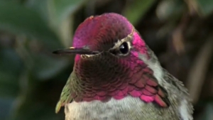 Illustration : "Admirez de très près le superbe plumage iridescent d'un colibri"