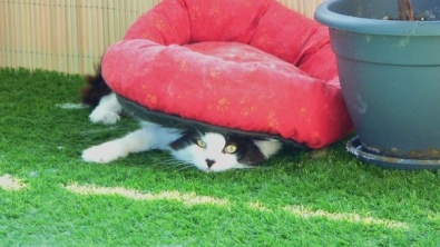 Illustration : "18 preuves en images que l'on ne comprendra jamais totalement les chats"