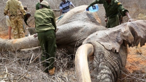 Illustration : "Gravement blessés, trois éléphants sauvages ont su où trouver de l'aide"