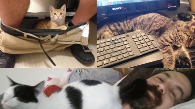 Illustration : "Ces 40 chats n'ont pas le moindre respect pour votre intimité... "