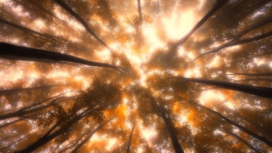 Illustration : "Les forêts tchèques sublimées par l'automne et l'objectif de Janek Sedlar"