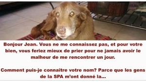 Illustration : " Lettre ouverte au con qui a abandonné son chien malade..."