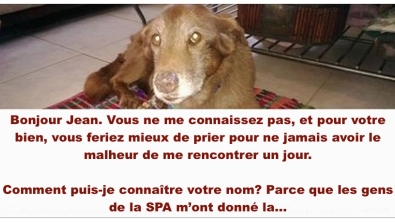 Illustration : " Lettre ouverte au con qui a abandonné son chien malade..."