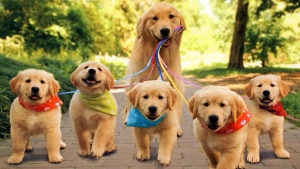 Illustration : "10 adorables photos de chiens accompagnées de leurs chiots"