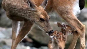 Illustration : "Ces moments qu'une maman n'oublie jamais"