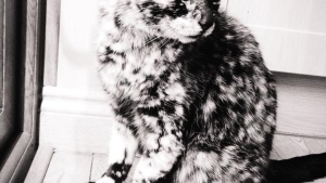 Un Chat Noir Et Blanc Pas Comme Les Autres