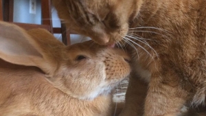 Illustration : "Oui, un chat et un lapin peuvent tout à fait être les meilleurs amis au monde"